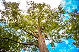 How Our Tree Care Process Works  in  Rancho Cucamonga, CA