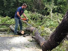 Best Hedge Trimming  in Rancho Cumonga, CA