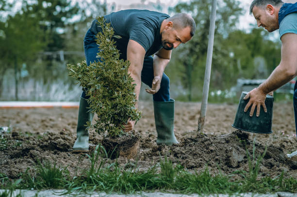 Best Tree Mulching  in Rancho Cumonga, CA