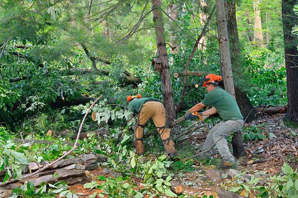 Best Root Management and Removal  in Rancho Cumonga, CA