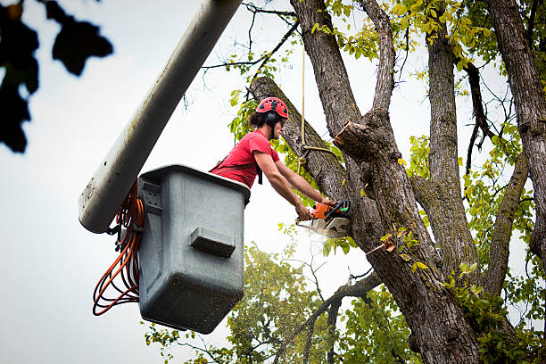 Best Tree Disease Treatment  in Rancho Cumonga, CA