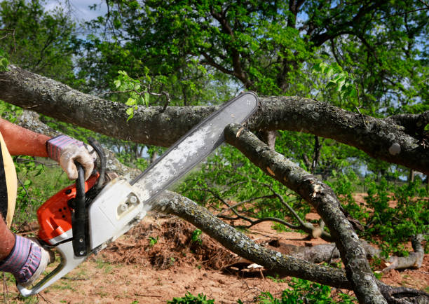  Rancho Cumonga, CA Tree Care Services Pros